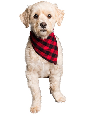 cane con bandana rossa a quadretti che mostra le zampette davanti