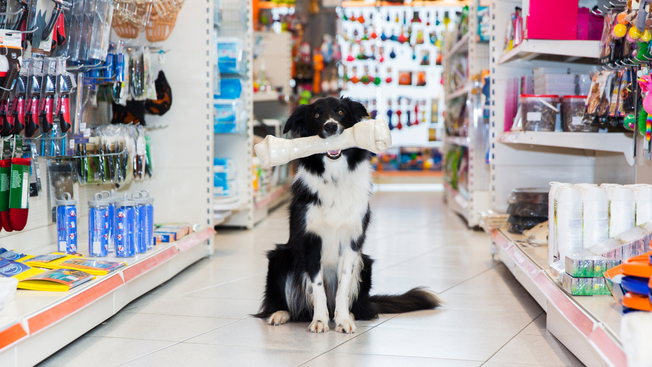 Cane che stringe un osso e che sceglie un prodotto dal suo negozio preferito di animali